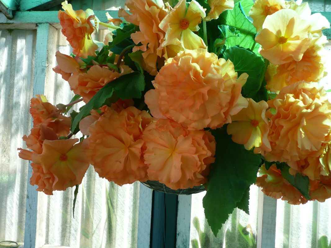 B. ‘Orange Sweety’